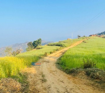 चौरजहारीमा ३ सय १० किलोमिटर सडक विस्तार